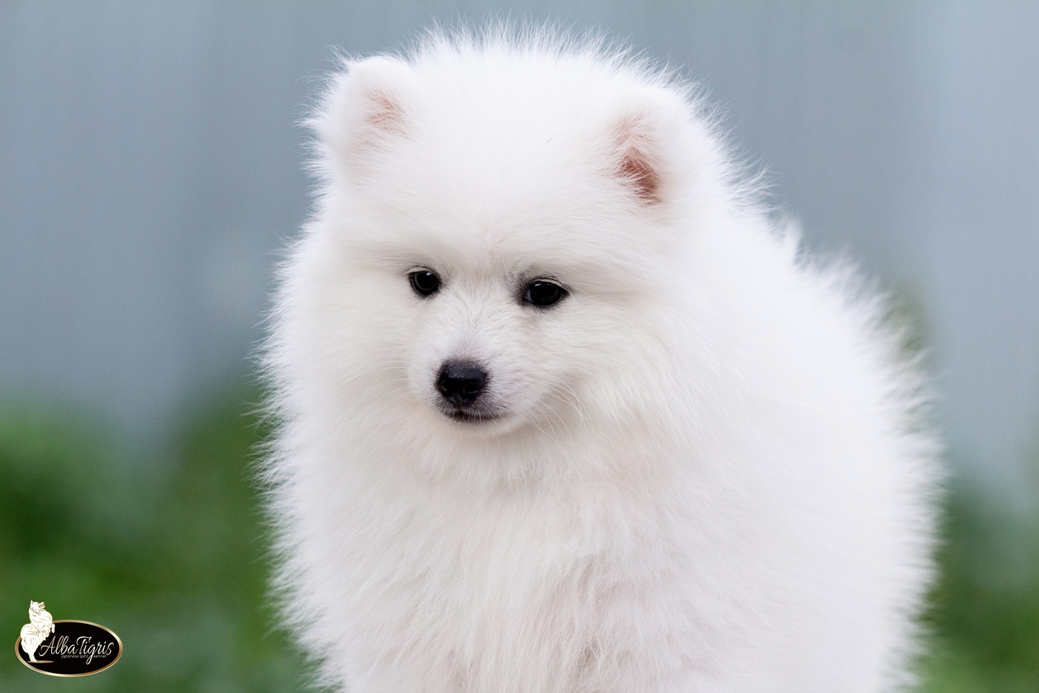 Щенки японского шпица, питомник Альба Тигрис